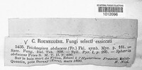 Praetumpfia obducens image